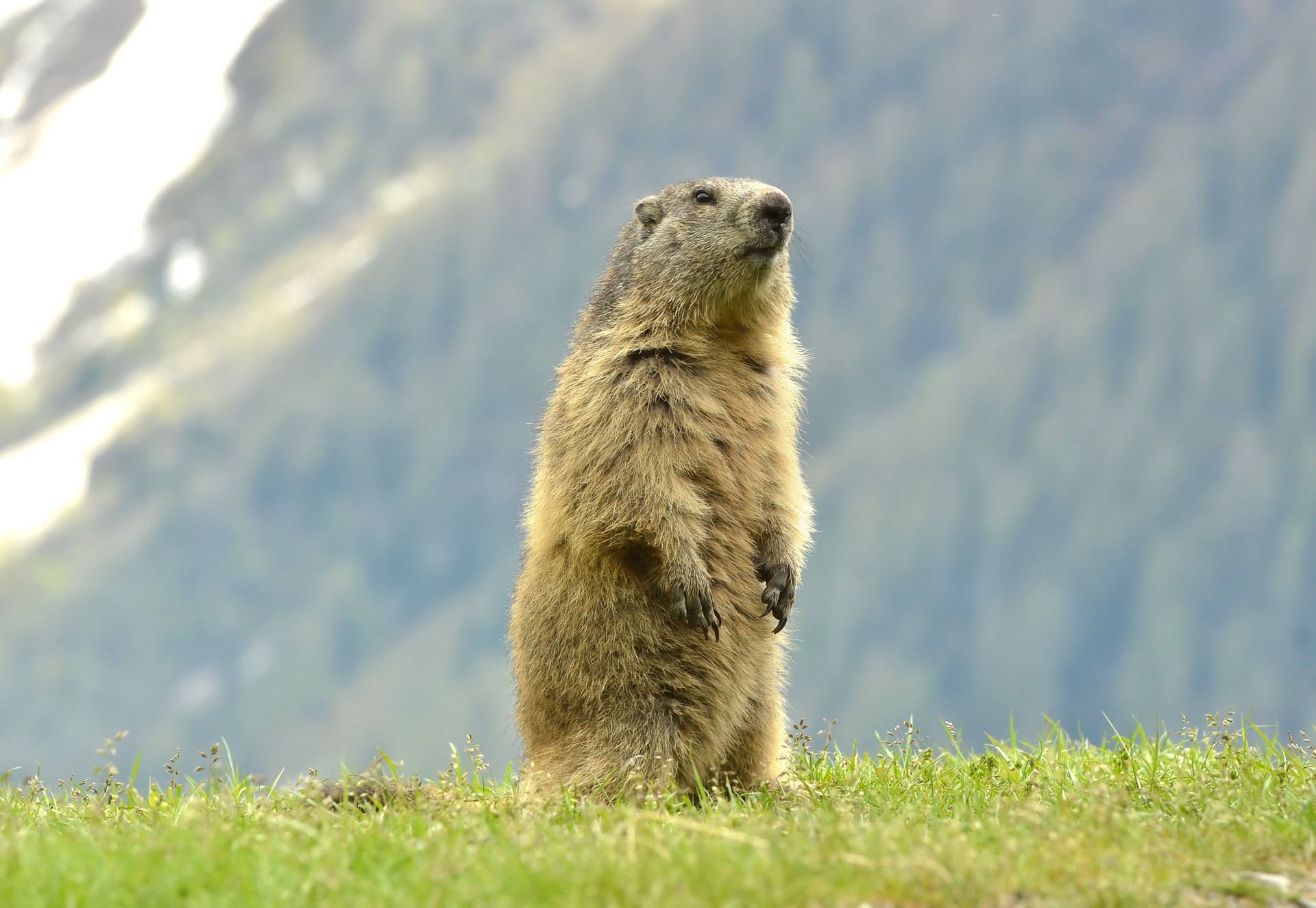 野生動物,傳染病,土撥鼠
